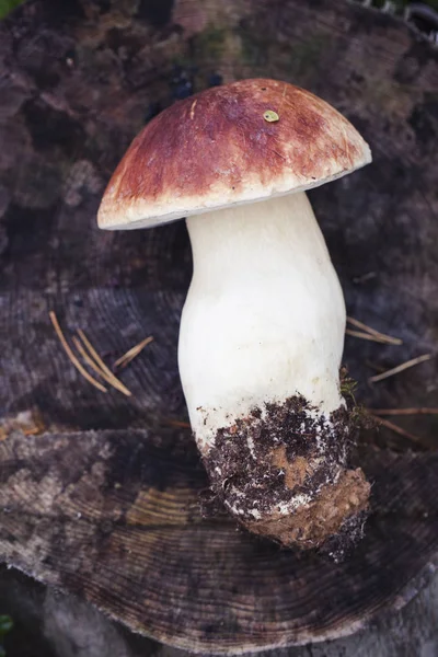 Cogumelo de boleto cru selvagem em — Fotografia de Stock