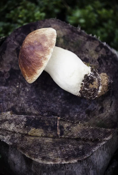 야생의 뼈를 가진 버섯, — 스톡 사진