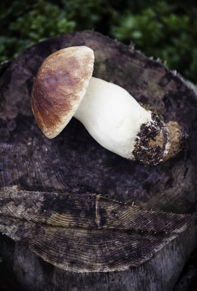 Cogumelo de boleto cru selvagem em — Fotografia de Stock