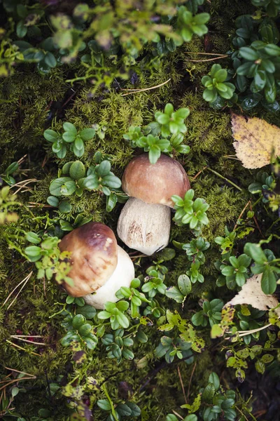 Cogumelo de boleto cru selvagem em — Fotografia de Stock