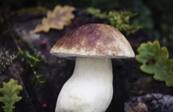 Cogumelo de boleto cru selvagem em — Fotografia de Stock