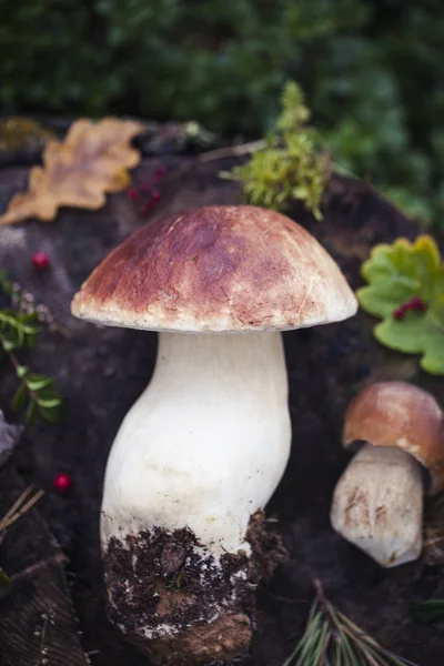 Cogumelo de boleto cru selvagem em — Fotografia de Stock