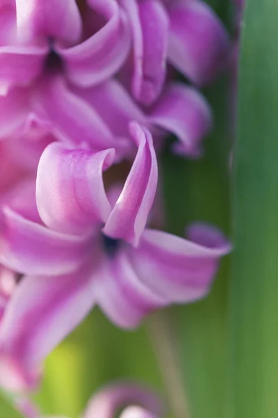 Hyacinthus Macro Shot — Fotografia de Stock