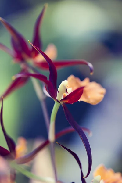 Орхідеї макрос фото — стокове фото