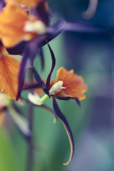 Orchid Macro Photo — Stock Photo, Image