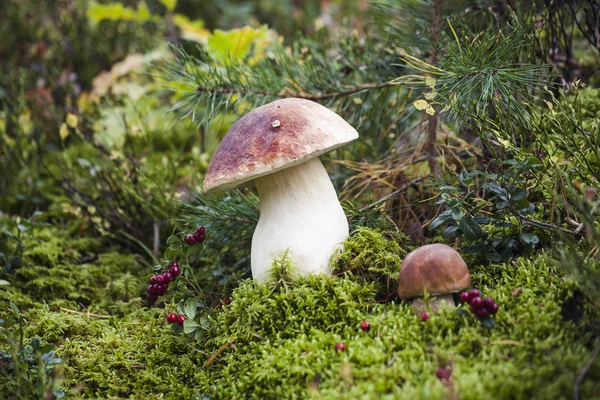 Dziki surowy grzyb borowikowy w — Zdjęcie stockowe