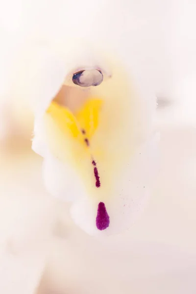 Abstract Petal Closeup — 스톡 사진