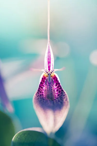 Purple Flower Macro — Stock Photo, Image