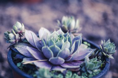 Sulu Makro shot - doğal