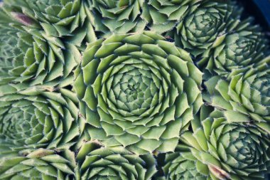 Sulu Makro shot - doğal