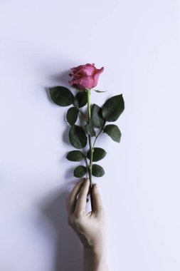 Soyut çiçek portre