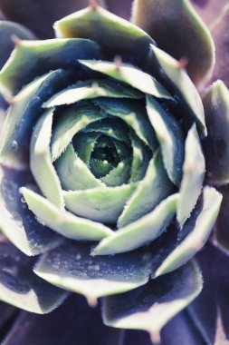 Sulu Makro shot - doğal