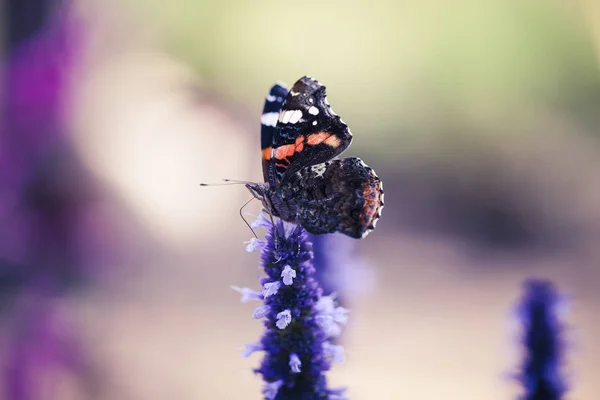 Bela borboleta em uma flor — Fotografia de Stock