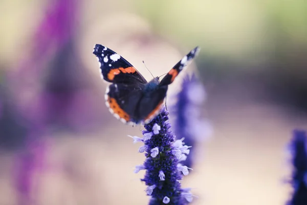 Hermosa mariposa en una flor —  Fotos de Stock