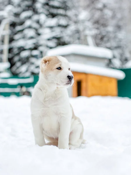 Witte Pup Winter Tegen Achtergrond Van Het Bos — Stockfoto