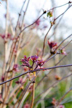 Tomurcuklanan ağaç yaprakları ilkbaharın başlarında