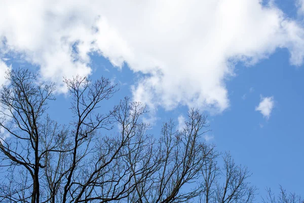 Árvore Ramos Contra Céu Início Primavera — Fotografia de Stock