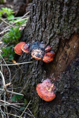 Mantarlar ağaçta yetişir.