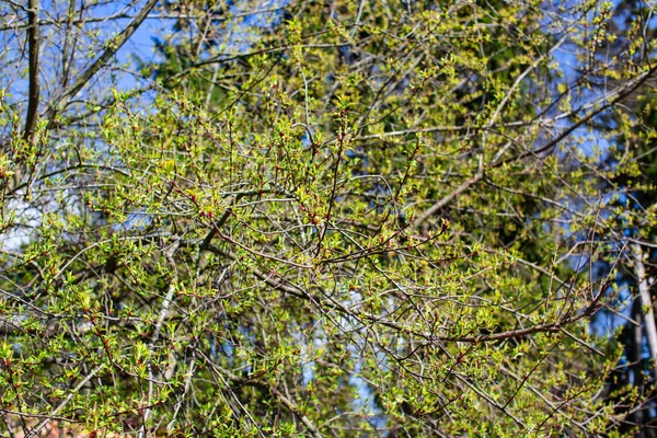 Lkbaharda Ağaçlardaki Tomurcuk Yaprakları — Stok fotoğraf