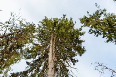 Aşağıdan yukarıya ağaçların görüntüsü