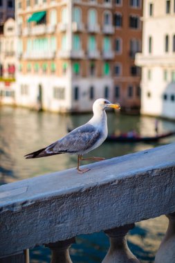 Kuş martısı şehrin arka planında