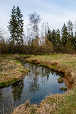 Ormandaki manzara nehri