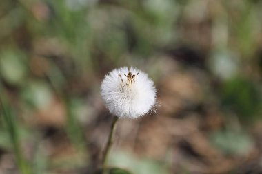 Çimlerin üzerinde beyaz karahindiba