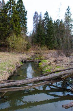 İlkbaharın başlarında ormandaki nehir
