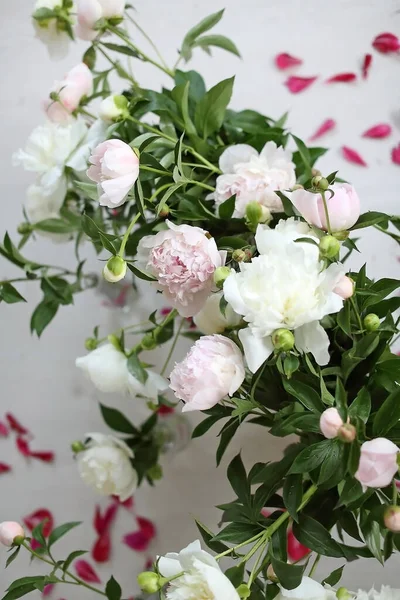 Flores Peônia Fundo Branco — Fotografia de Stock