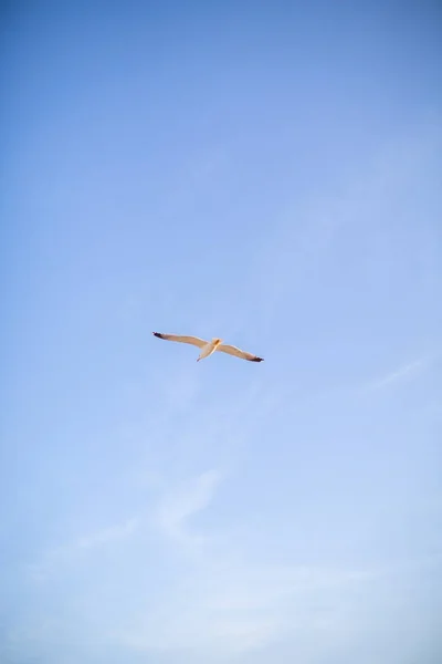 Een Zeemeeuw Vliegt Tegen Lucht — Stockfoto