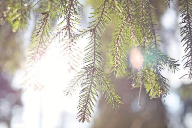 Güneşin arka planında ladin dalı