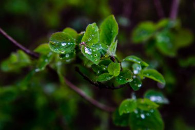 Ağacın yapraklarına yağmur damlaları