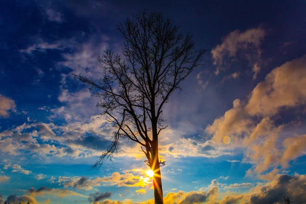 Sol Pôr Sol Atrás Uma Árvore Contra Céu — Fotografia de Stock