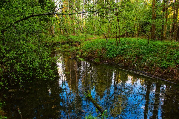 Blå Flod Bakgrunden Grön Skog — Stockfoto