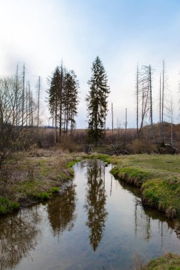 Ormandaki nehirdeki bir ağacın yansıması.