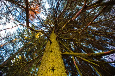 Ağaç gövdesinin aşağıdan görünüşü