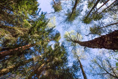 Ormandaki ağaçların arasından gökyüzüne bak.