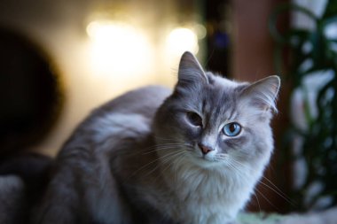 Mavi gözlü mavi kedi