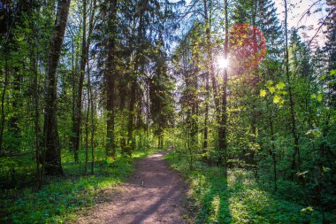 Güneş ışınları orman yolunda