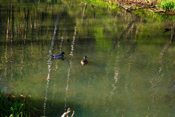 Two Ducks Swimming Pond — Stock Photo, Image