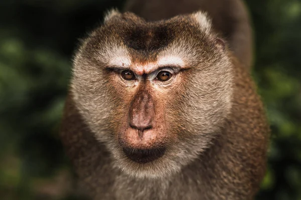 Porträtt av en wild monkey. En selfie av en apa. Makak ser på kameran. Vilda primater. Vilda djur. Djurens ögon. Antropomorfa — Stockfoto