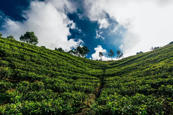 Large Tea Plantation Green Tea Mountains Nature Sri Lanka Tea — Stock Photo, Image