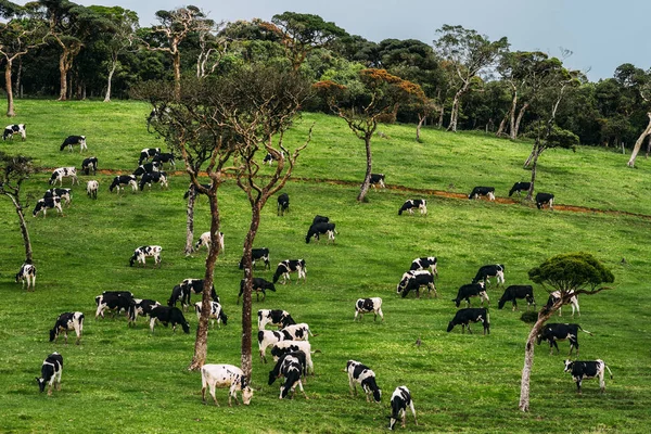 Beautiful Green Field Cows Graze Cows Graze Green Meadow Cow — Stock Photo, Image