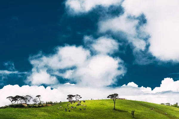 Sunny Meadow Cows Beautiful Sky Cows Graze Green Meadow Cow — Stock Photo, Image