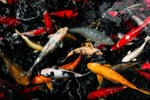 池塘里的皇家鲤鱼 池子里的鱼 观赏鱼 在水里的锦缎鲤鱼 日本科伊鲤鱼 神圣的鱼 — 图库照片