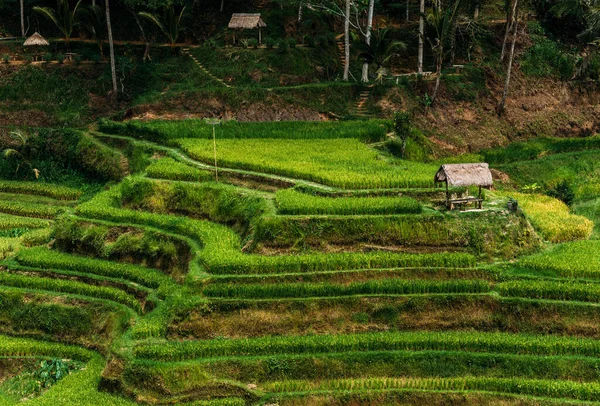 Rice Terraces Bali Indonesia Terrace Rice Fields Bali Indonesia Green — Stock Photo, Image