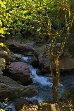 Árbol bir kontraluz