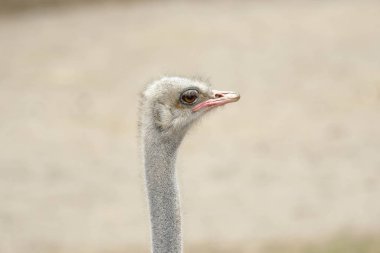 Avestruz común (Struth io camelus)