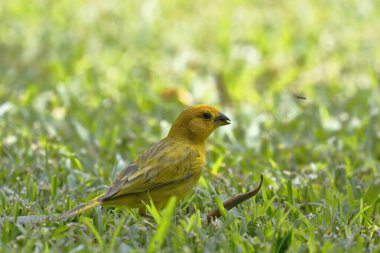 Boton de oro (Sicalis flaveola)