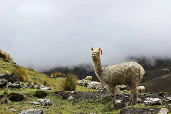 Alpacka - vicugna pacos — Stockfoto